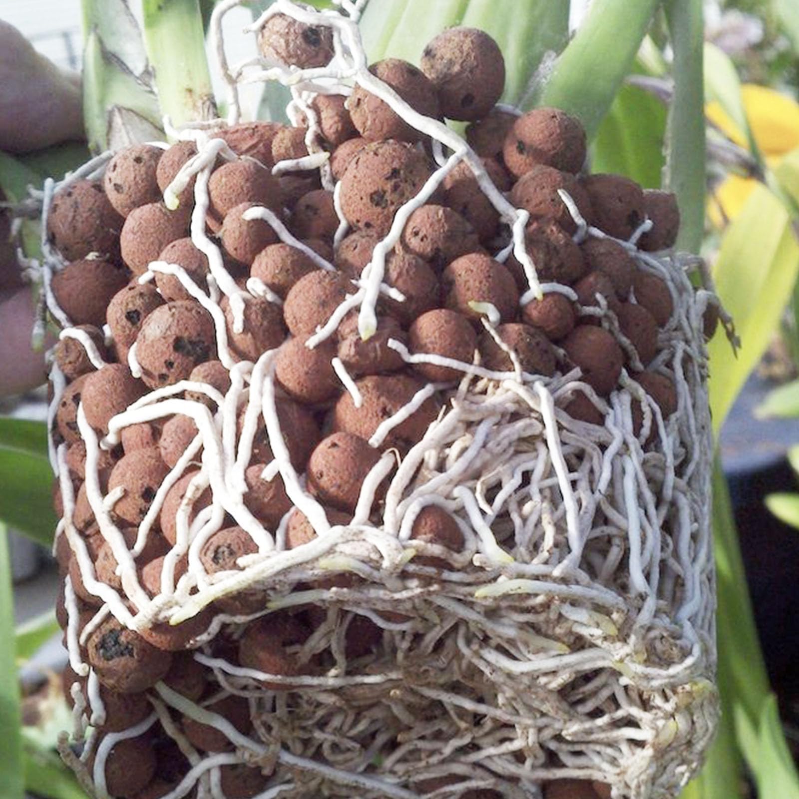 Lightweight LECA balls promote root growth