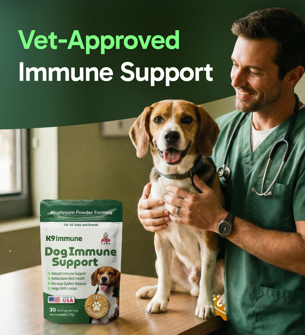 Pup Labs K9 Immune active dog enjoying playtime after supplement
