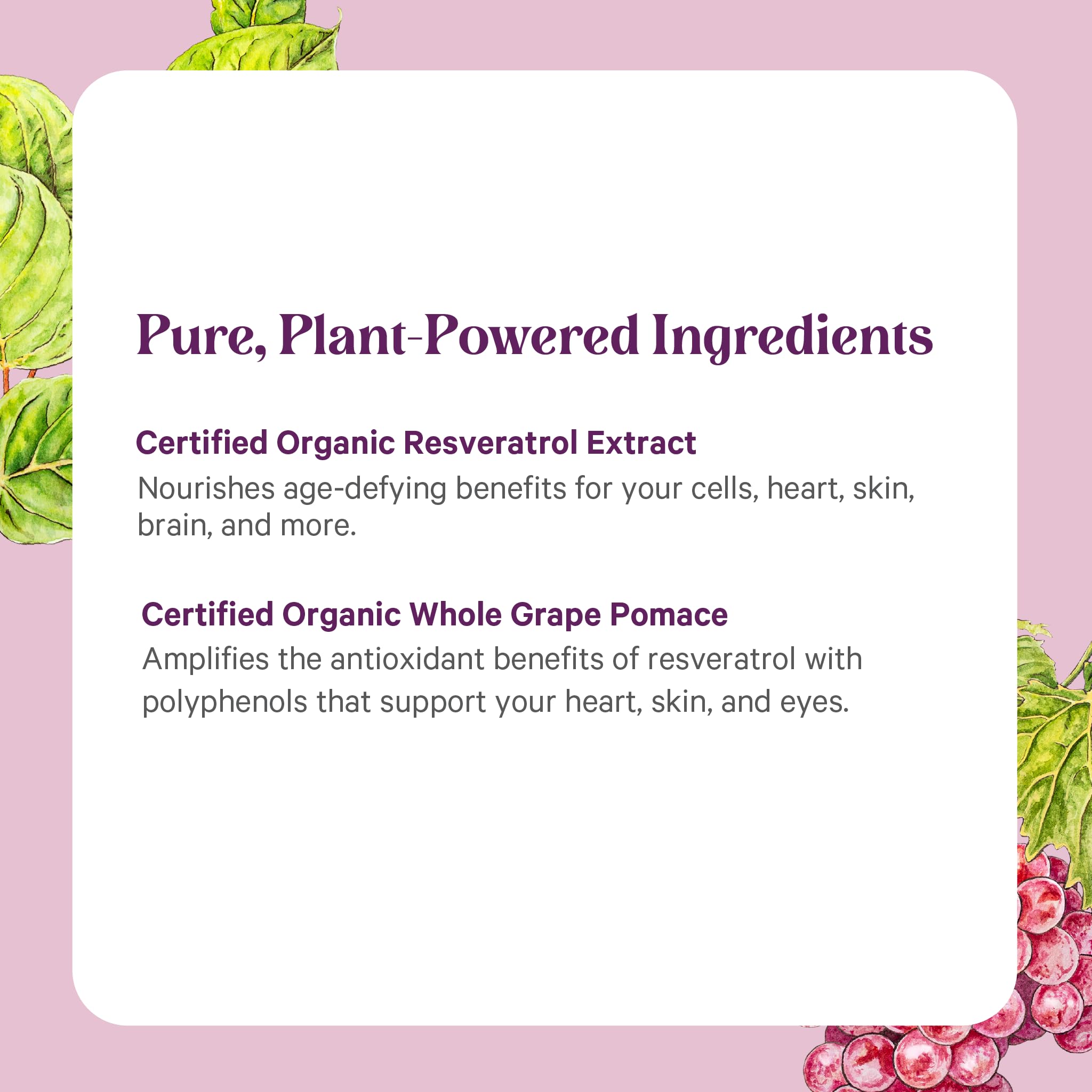 Pure Synergy SuperPure organic knotweed source illustration