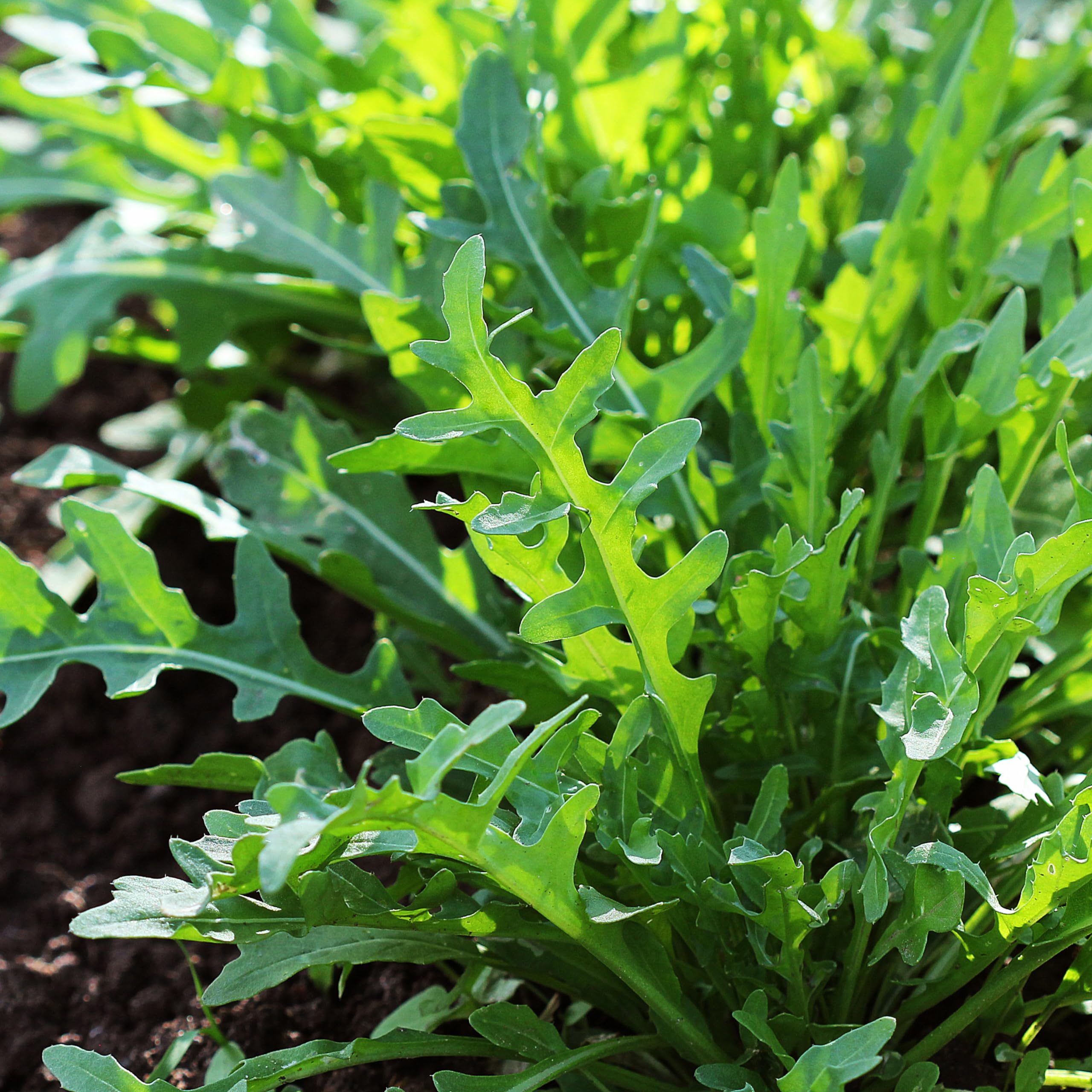 Edible flowers from Slow Bolt arugula add color and flavor to dishes