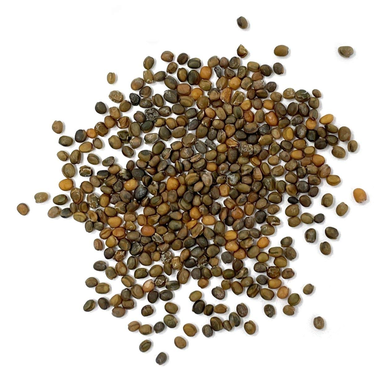 Seed packet in soil setup demonstrates early germination with Slow Bolt arugula seeds