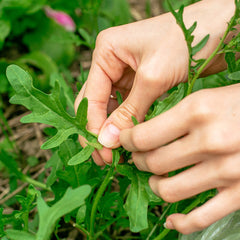 Young Slow Bolt arugula leaves ready for harvest with crisp green color