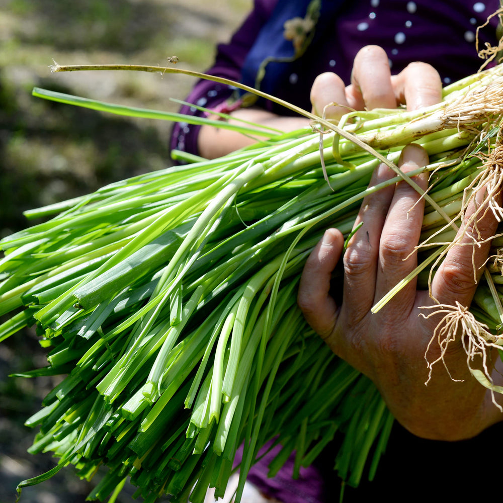 Garden edges with Purely Organic Onion Seeds Bunching Evergreen suited for border plantings