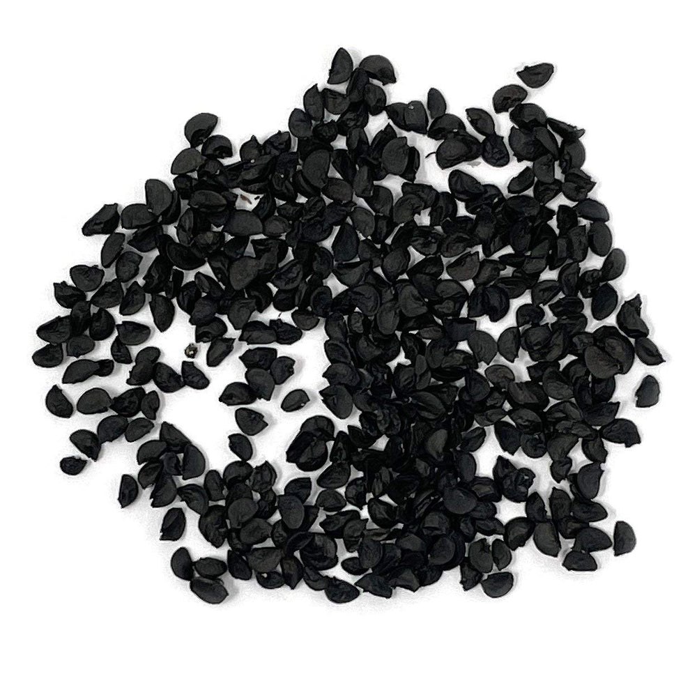 Close-up of Purely Organic Onion Seeds Bunching Evergreen germination, seed vitality and vigor