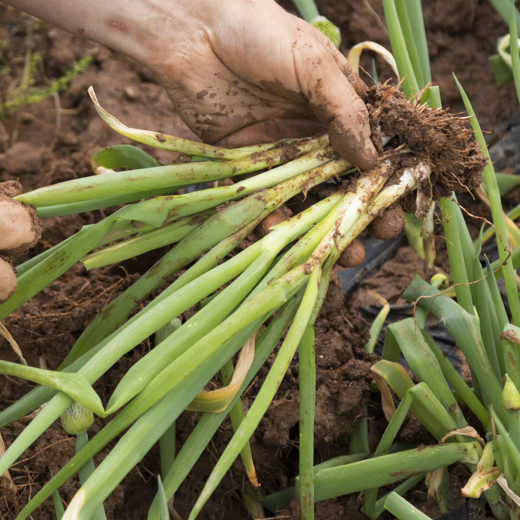 Premium packaging of Purely Organic Onion Seeds Bunching Evergreen for gifting or storage