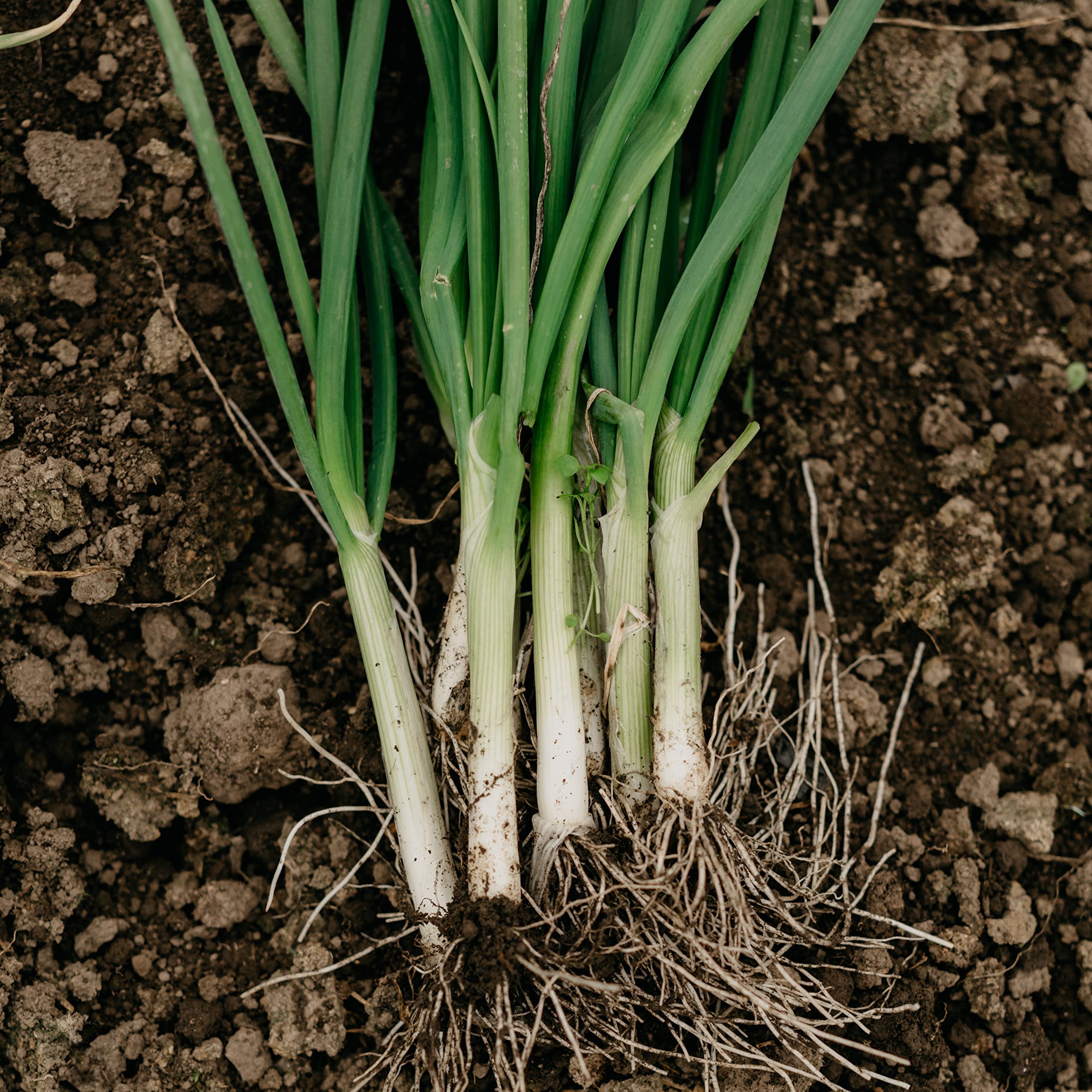 Seedling planting guide for Purely Organic Onion Seeds Bunching Evergreen for even spacing