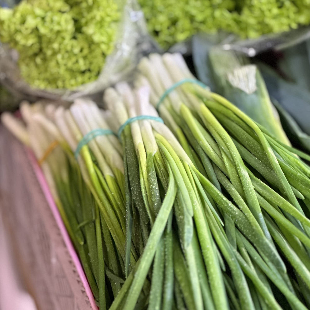 Rows of Purely Organic Onion Seeds Bunching Evergreen in a sunny bed for robust growth