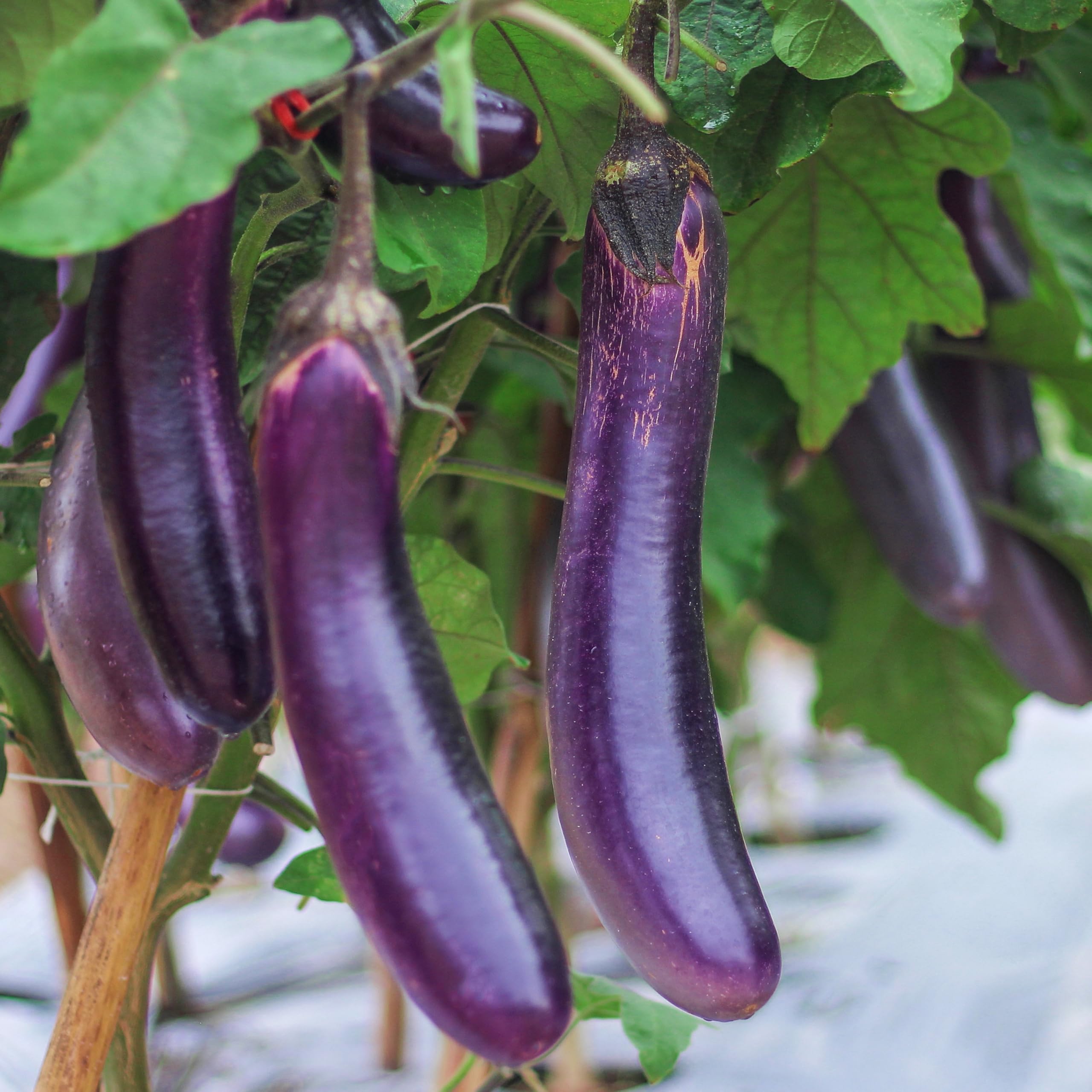 Purely Organic Seeds eggplant seedlings in garden bed ready to grow outdoors