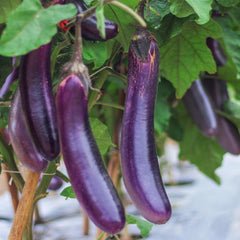 Purely Organic Seeds eggplant seedlings in garden bed ready to grow outdoors