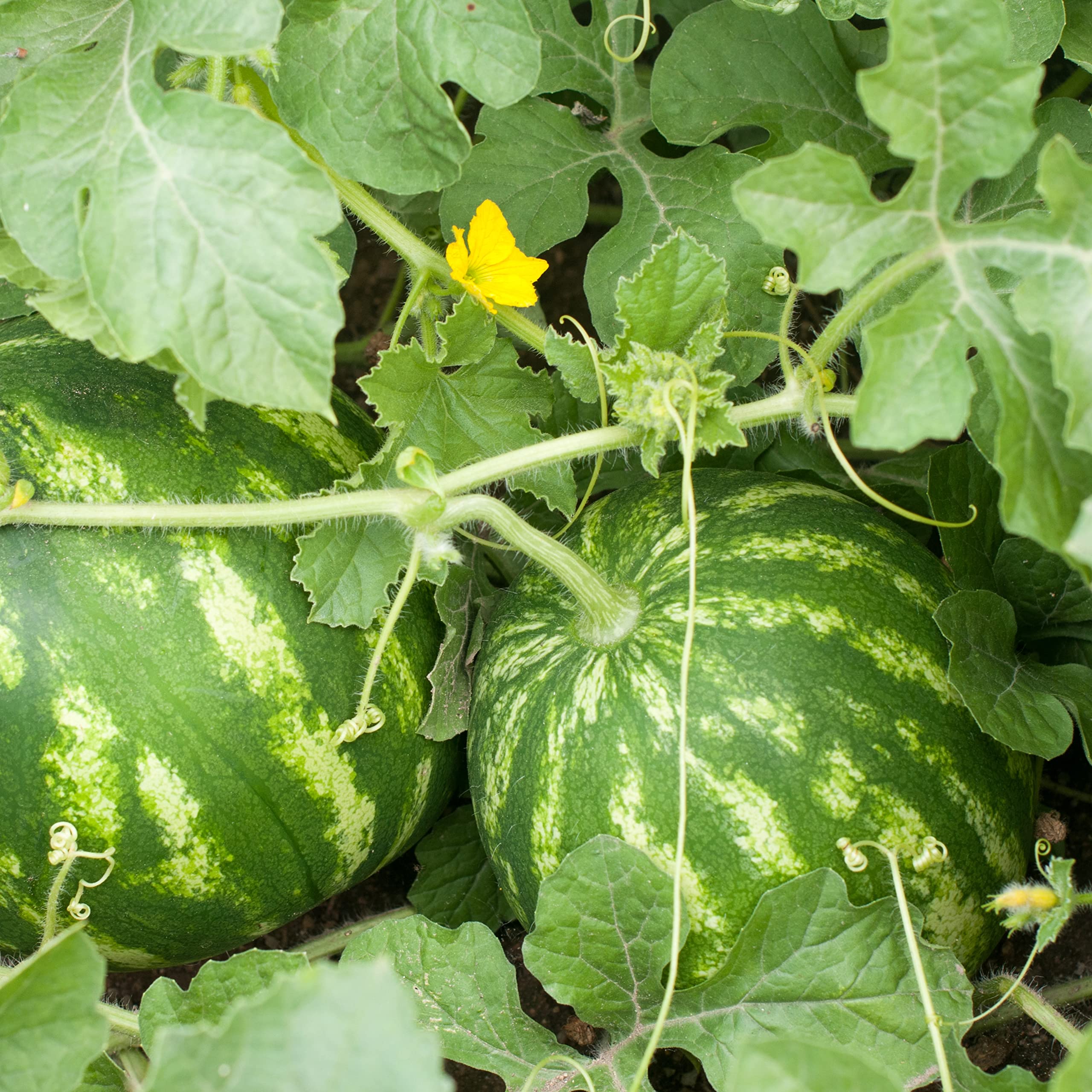 Purely Organic Watermelon Seeds Crimson Sweet germinating in warm soil.