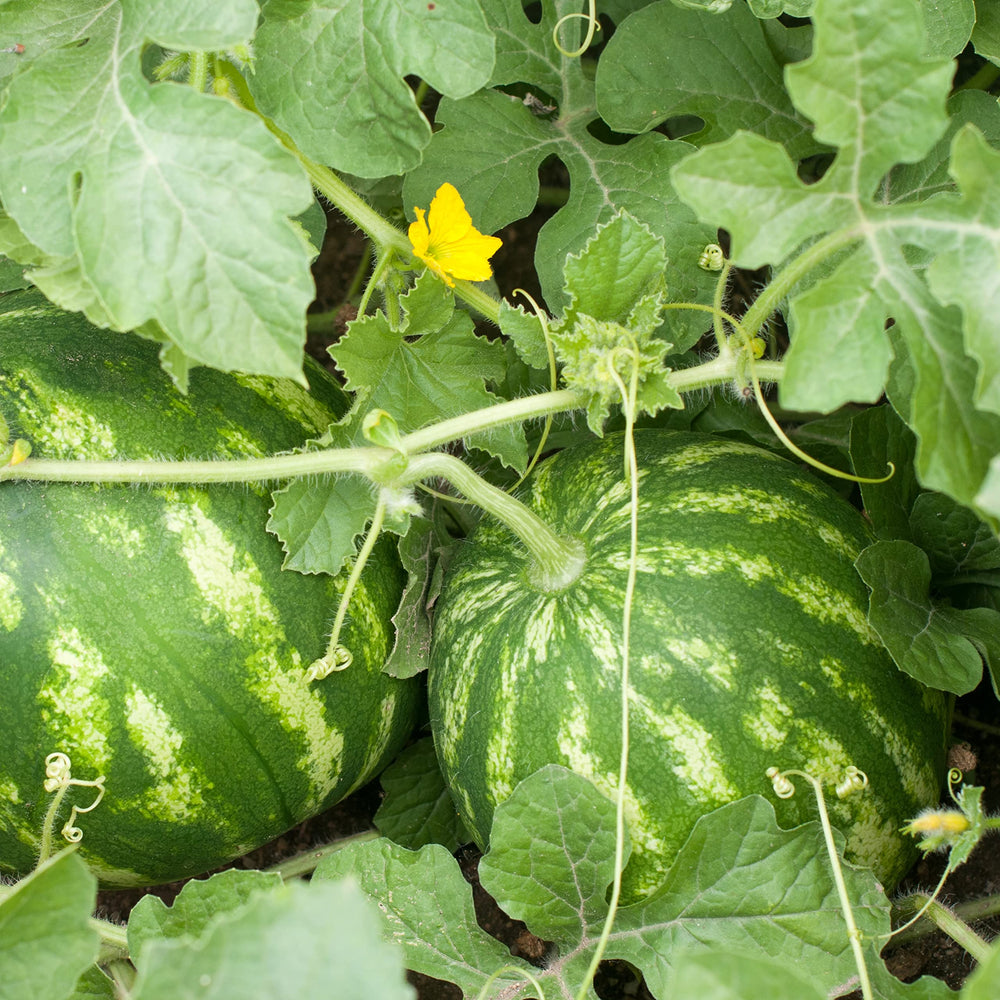 Purely Organic Watermelon Seeds Crimson Sweet germinating in warm soil.