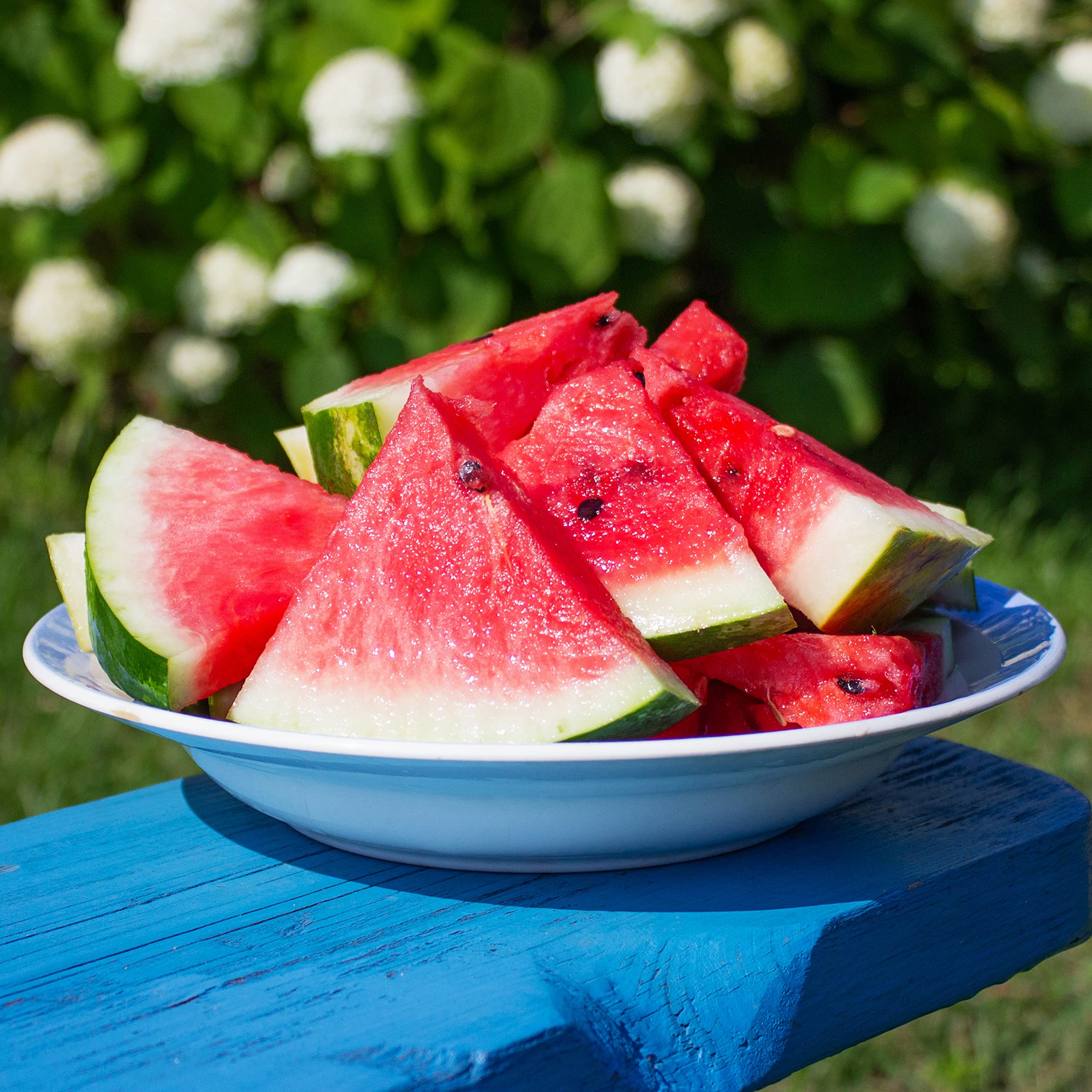 Purely Organic Watermelon Seeds Crimson Sweet vines growing toward sun.