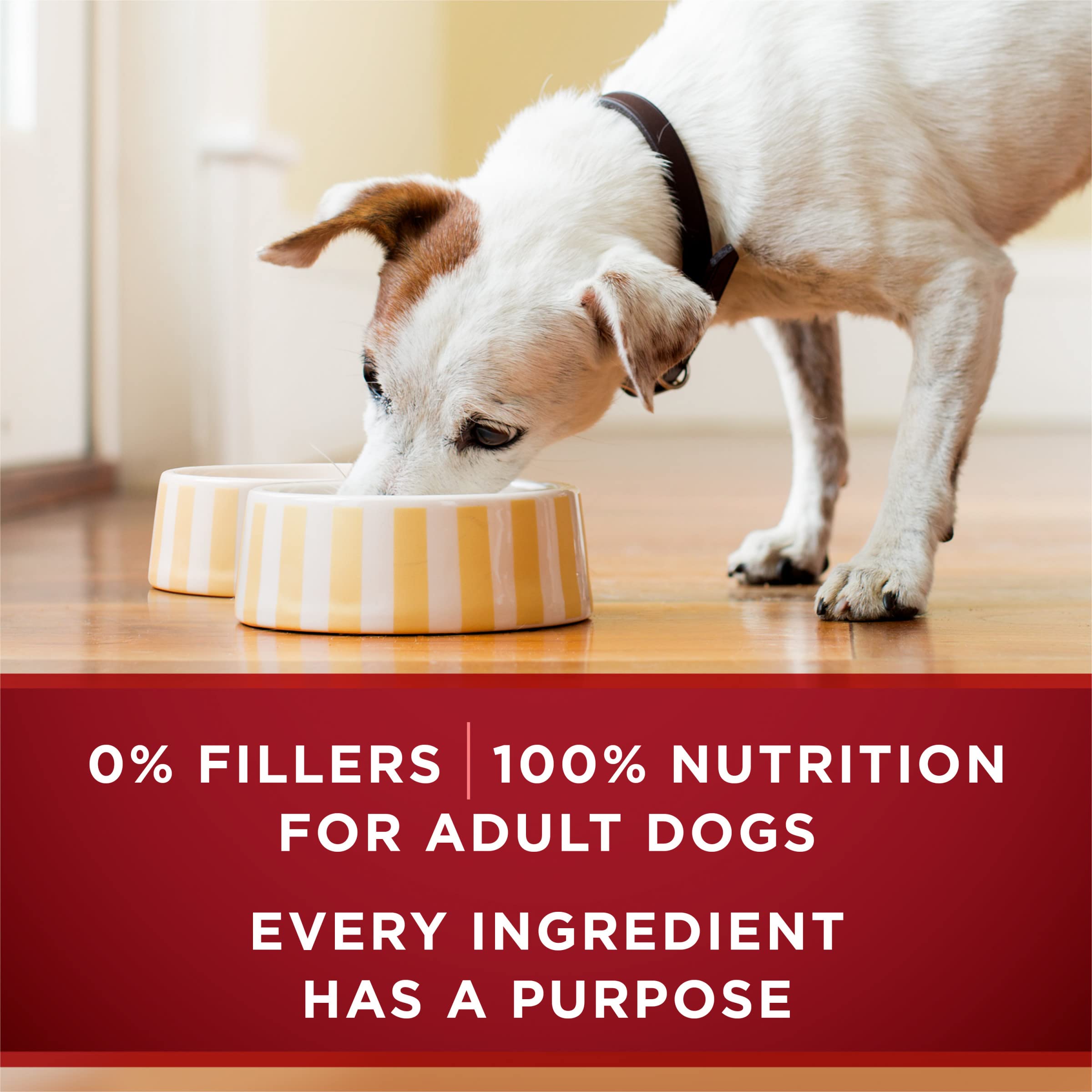 Purina ONE antioxidants help support immune health