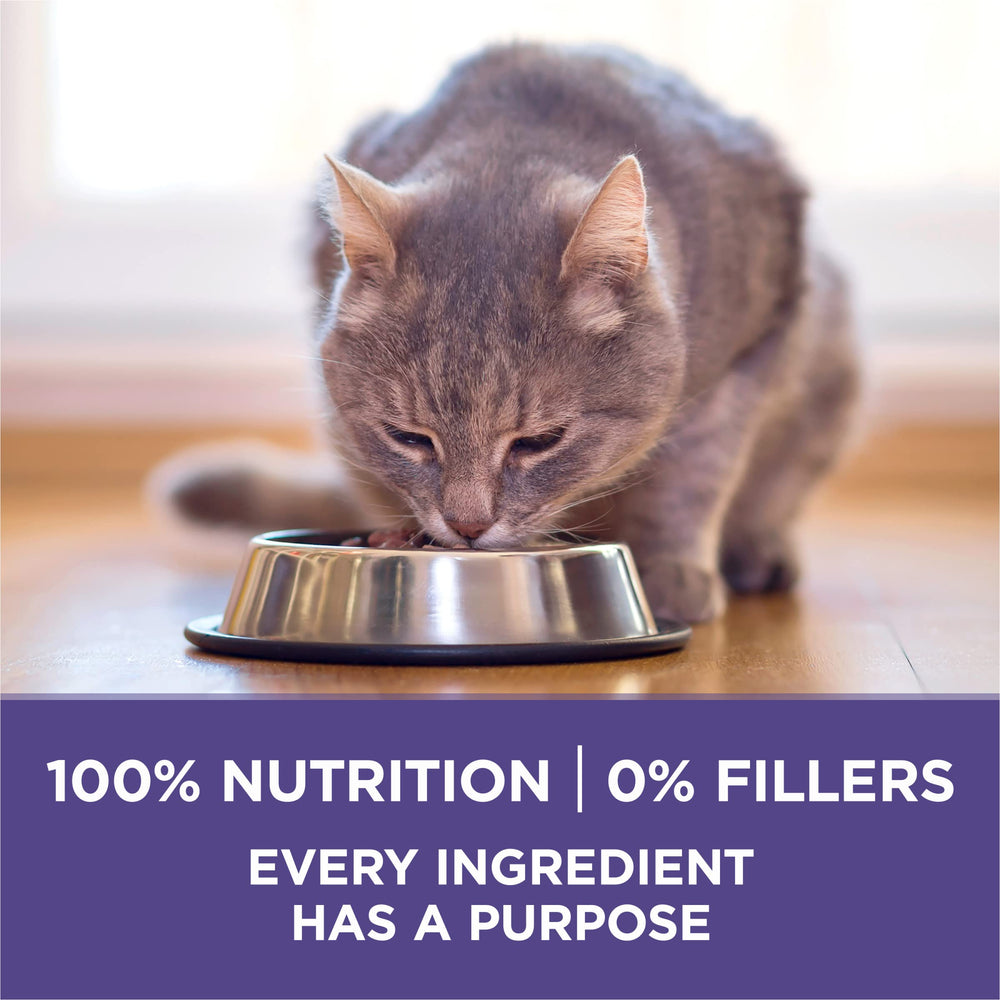 Purina ONE Hairball Control cat eating a kibble bite