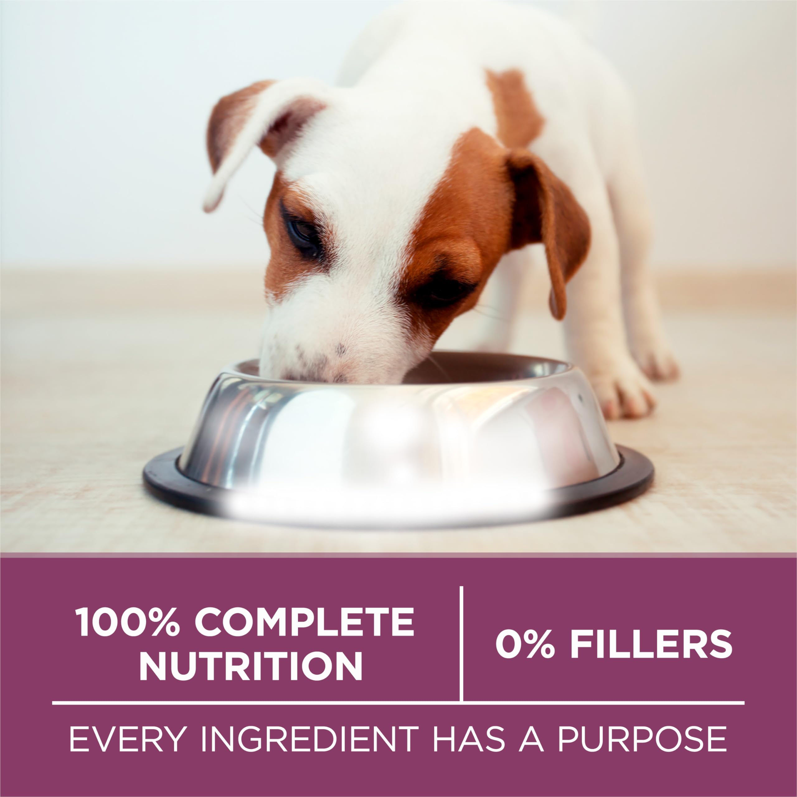 Purina ONE Plus Healthy Puppy no artificial flavors or preservatives