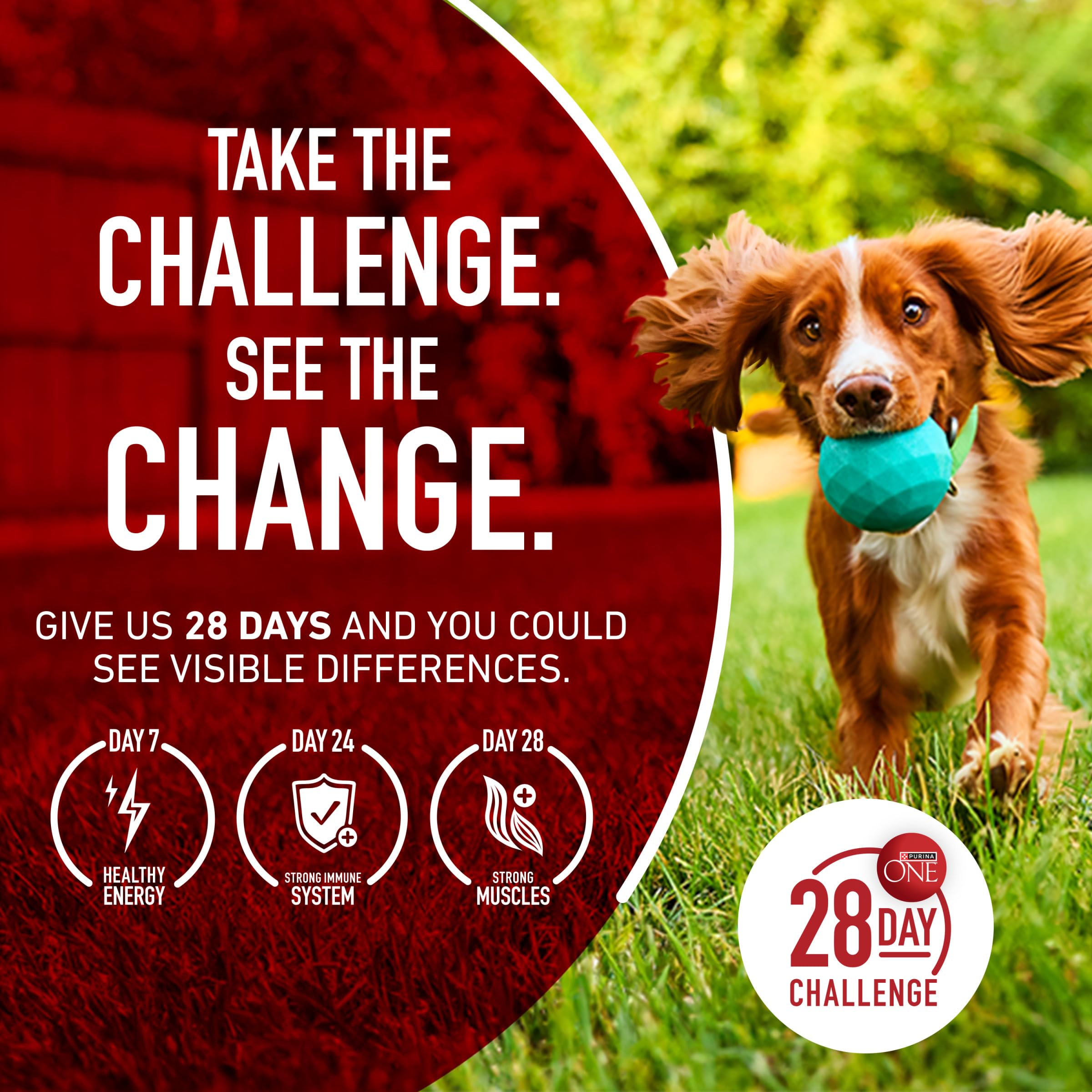 Purina ONE Plus Joint Health Formula large-breed or senior dogs benefiting from joint-focused nutrition.