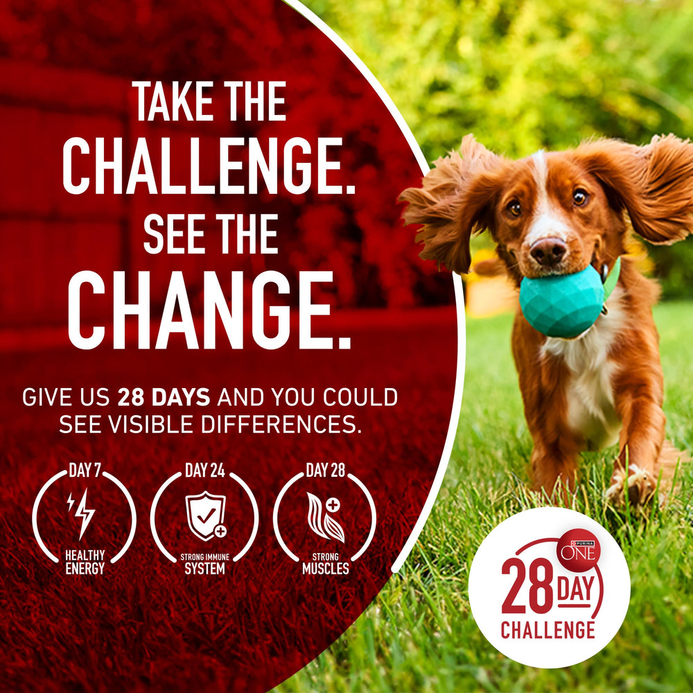 Purina ONE Plus Joint Health Formula large-breed or senior dogs benefiting from joint-focused nutrition.