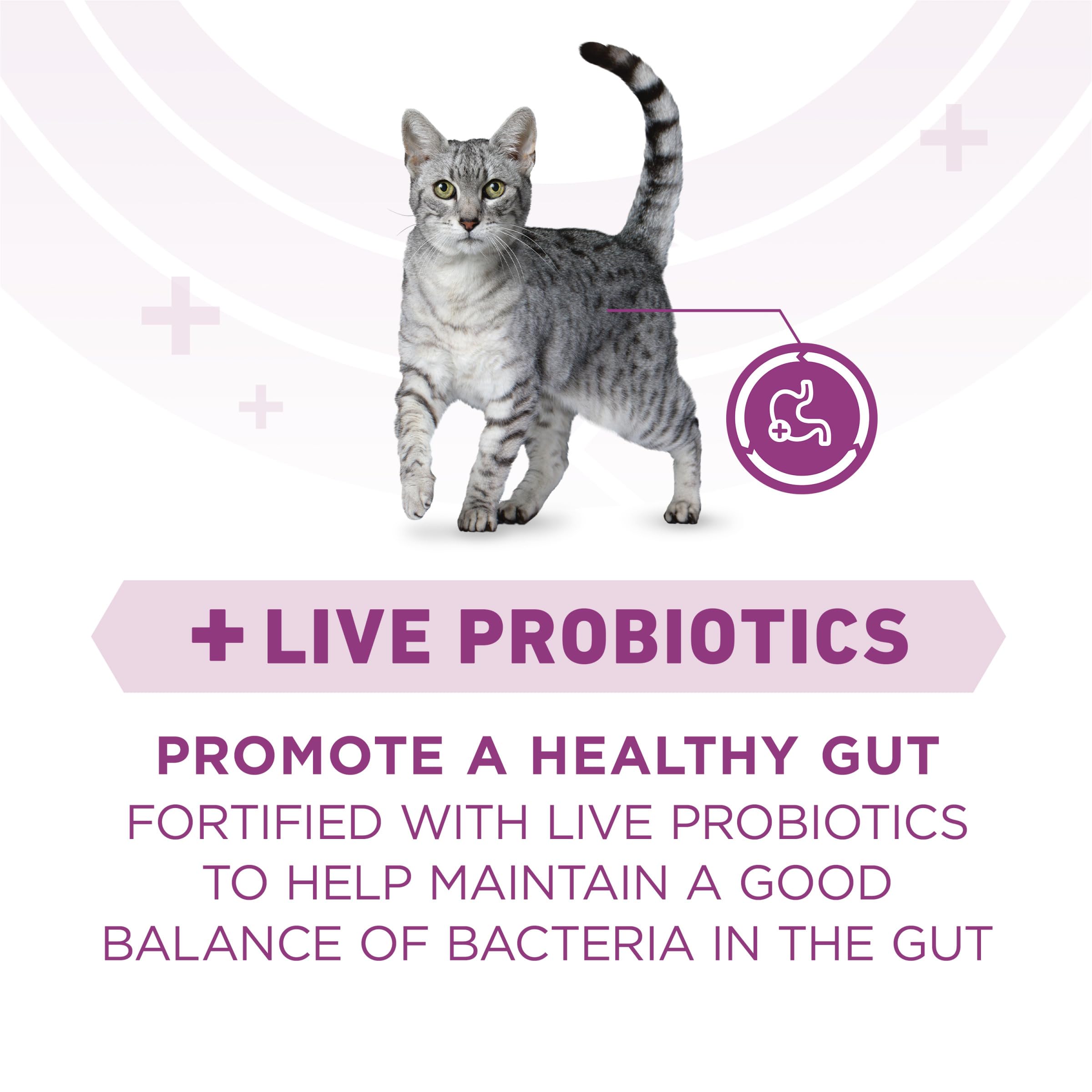 Purina ONE Plus probiotiques chat — soutien potentiel à la digestion