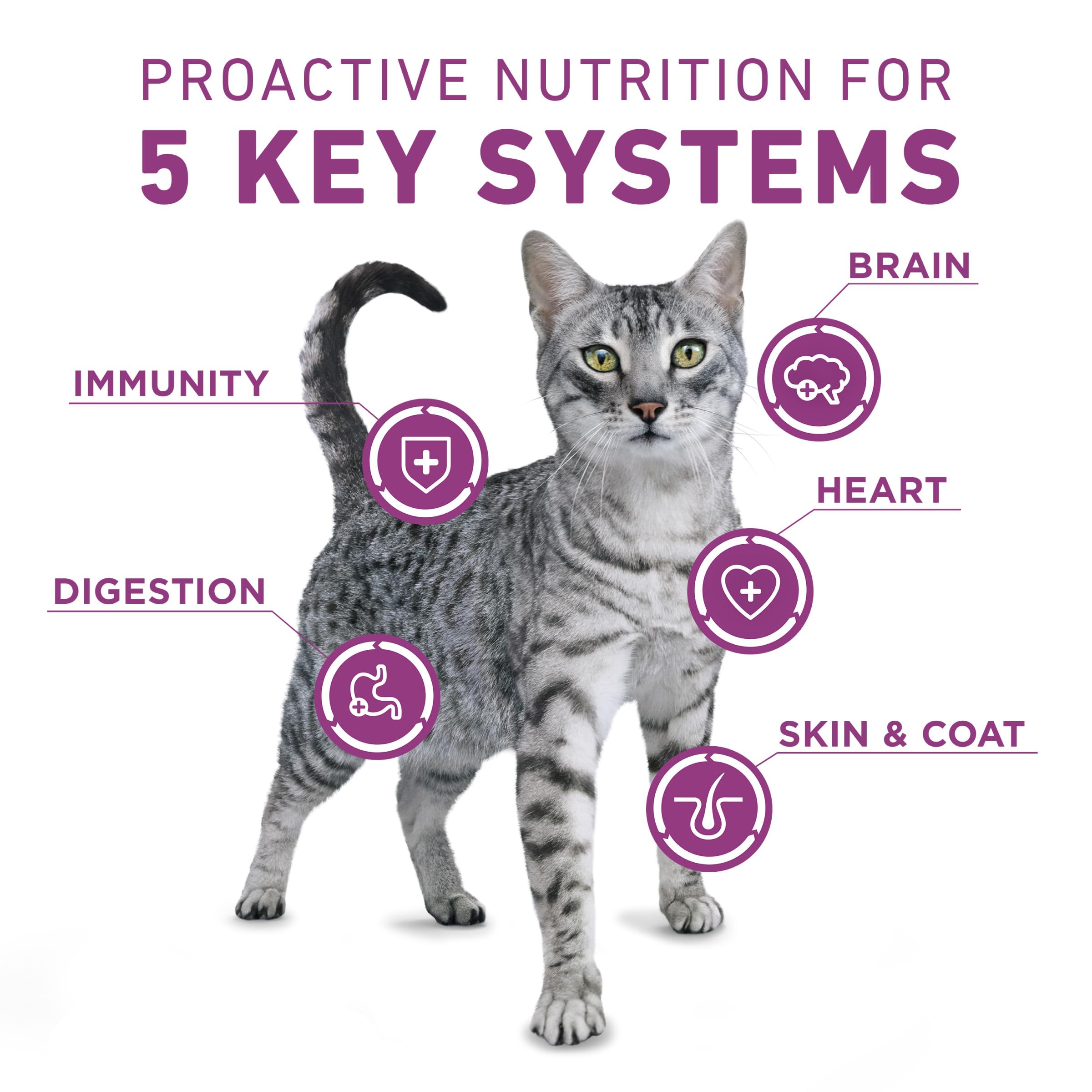 Purina ONE Plus texture croquante chat — plaisir croquant et goût de poulet