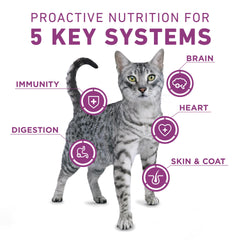 Purina ONE Plus texture croquante chat — plaisir croquant et goût de poulet