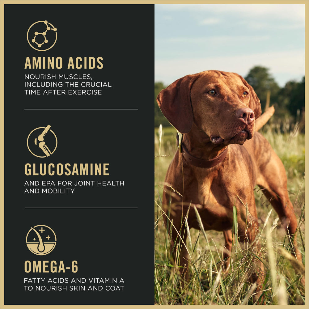 Purina Pro Plan Sport dog in motion illustrating performance nutrition.