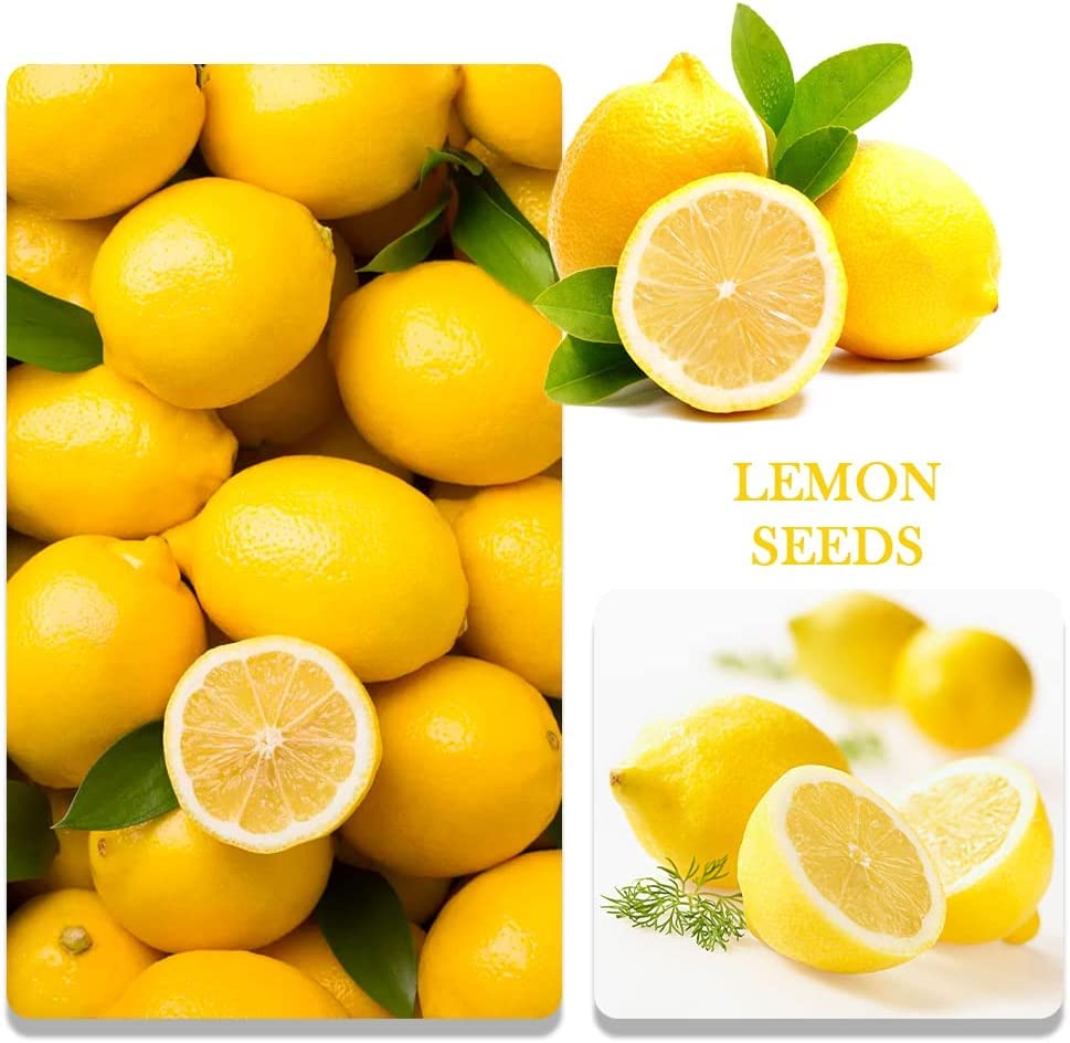 QEVJEKR 4-variety seed packaging showcases diverse fruit options.