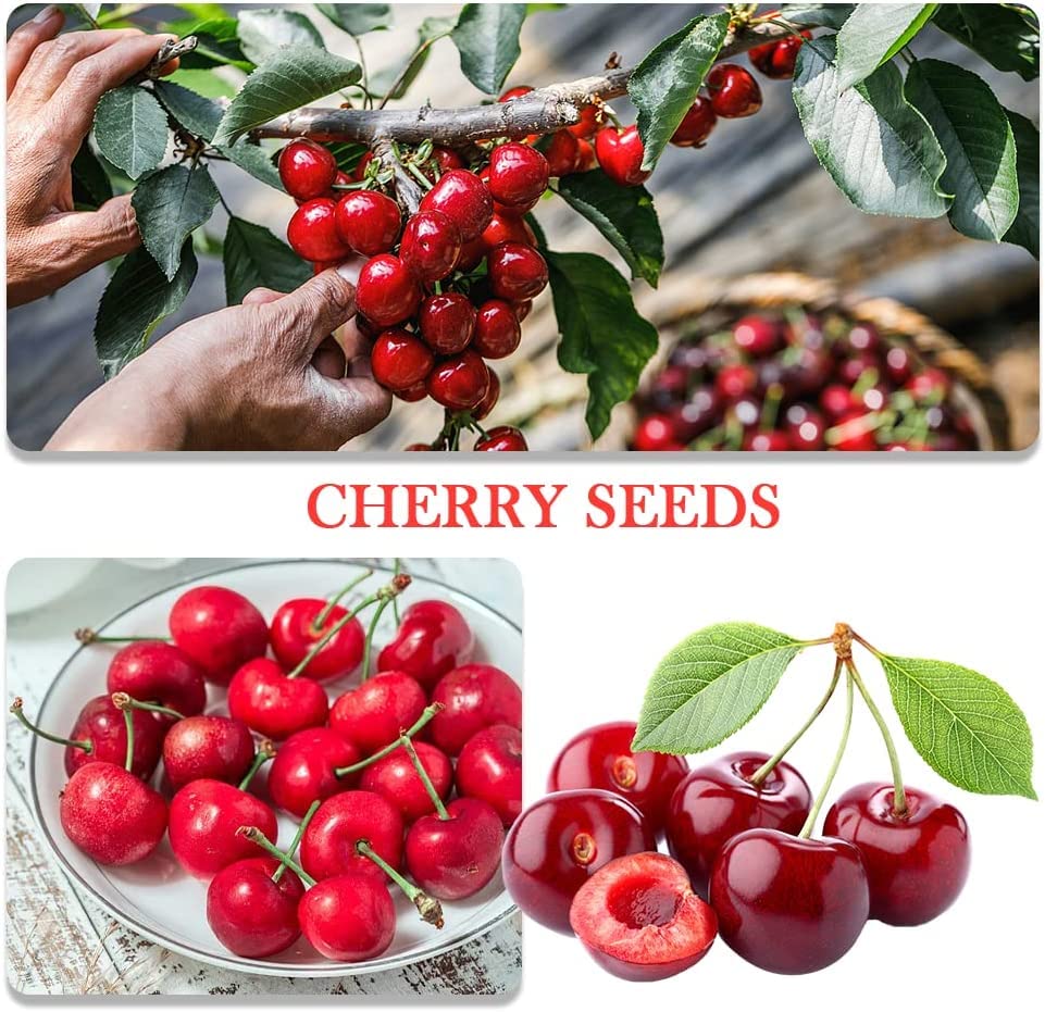 QEVJEKR cherry seed pack ideal for compact fruiting bonsai seedlings.