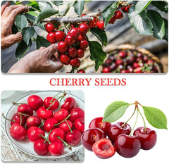 QEVJEKR cherry seed pack ideal for compact fruiting bonsai seedlings.