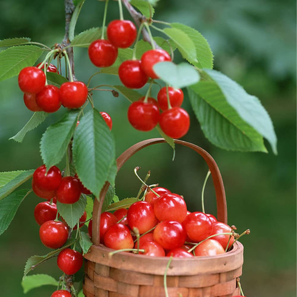 QEVJEKR heirloom seeds offer diverse flavors for fresh salads and jams.