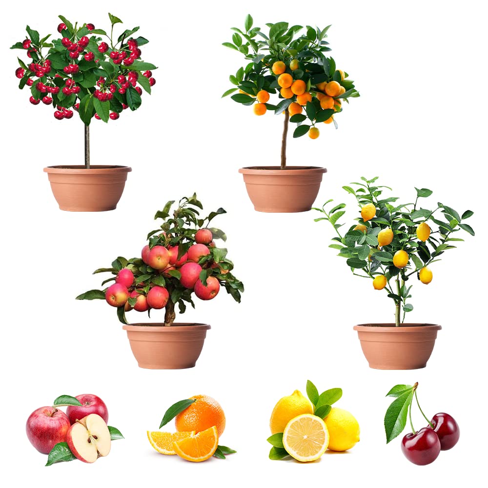 QEVJEKR lemon seed pack for starting dwarf bonsai trees.