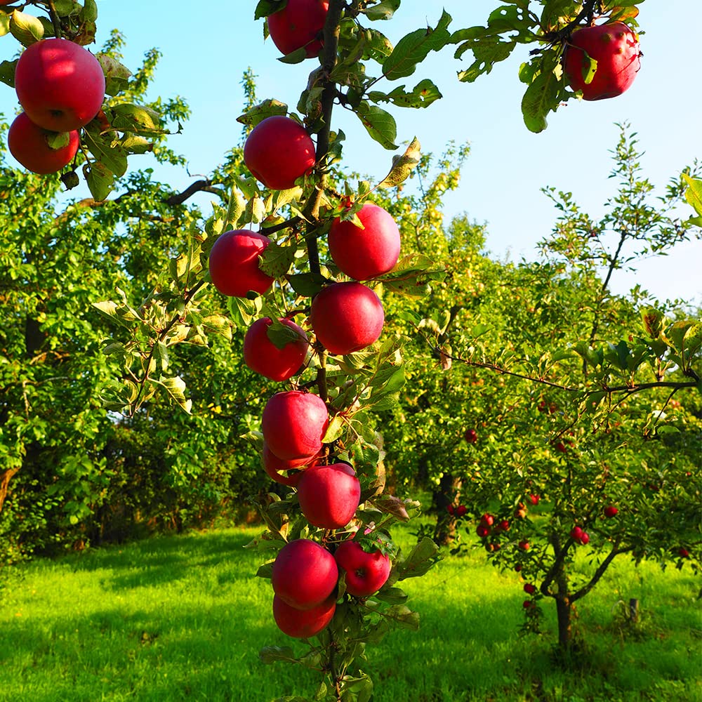 QEVJEKR moisture-resistant bags preserve fresh seeds for long-term storage.