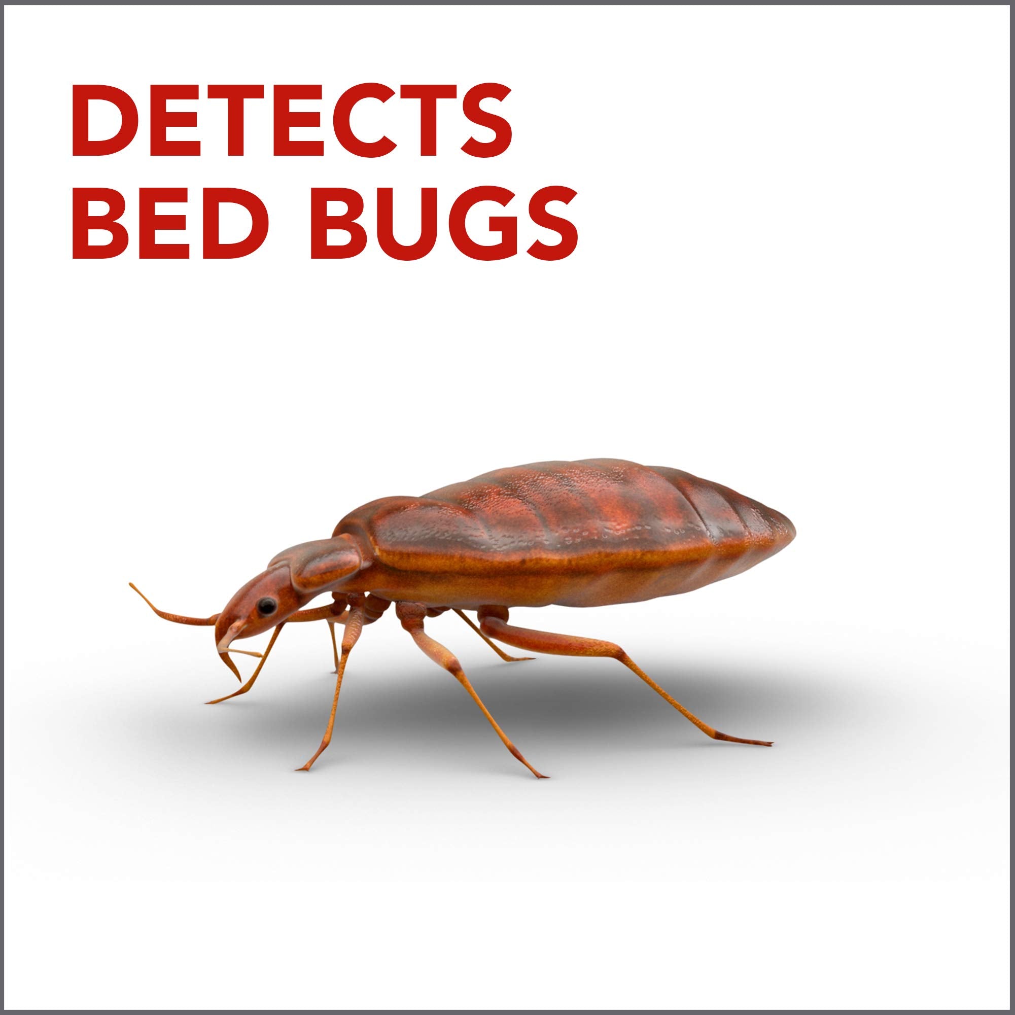 Raid bed bug detector-trap window view highlighting room placement and quick setup.