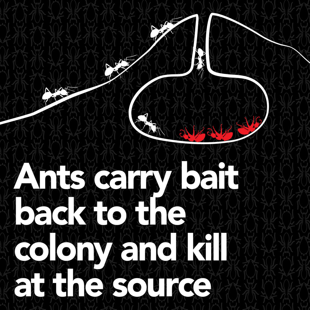 Ants feeding on Raid Max Liquid Ant Bait liquid within the bait station.
