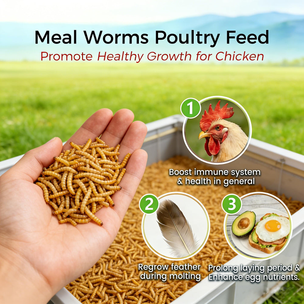 RANZ mealworms for ducks feeding near a pond for protein-rich snacking