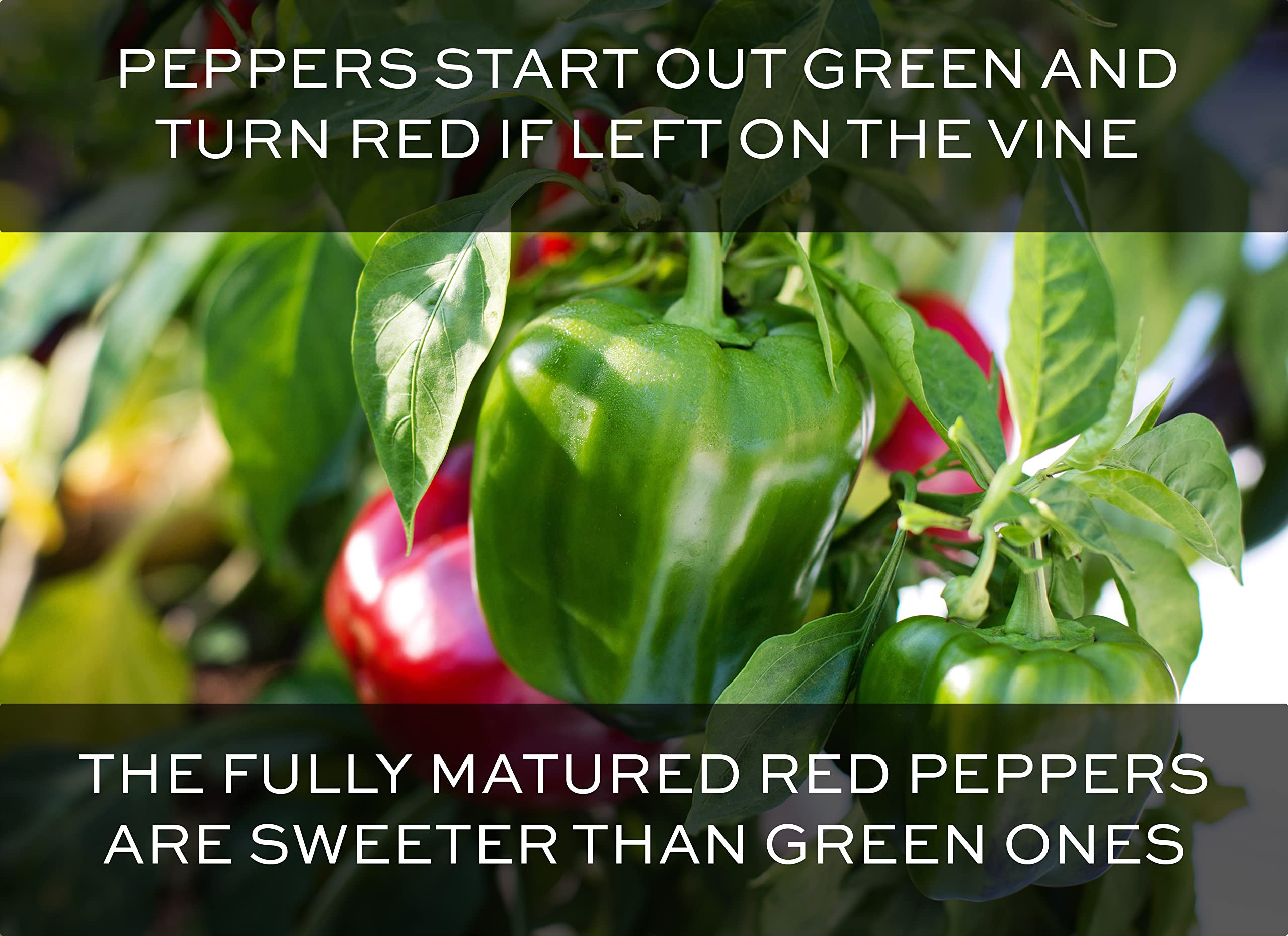 RDR Seeds heirloom non-GMO California Wonder seeds in packet and seed quality
