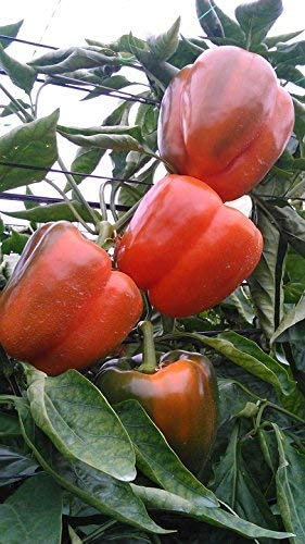 RDR Seeds instructions included with supportive customer service