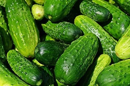 RDR Seeds Straight Eight cucumber great for crisp slicing in salads.