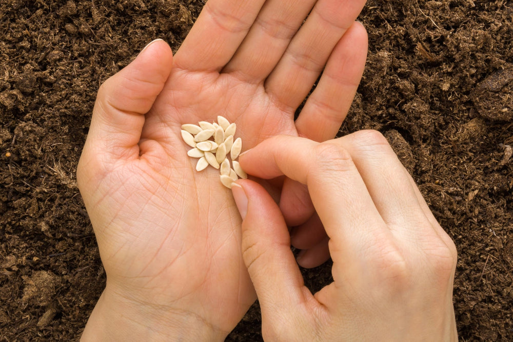 RDR Seeds Straight Eight seed pack designed for home gardeners.