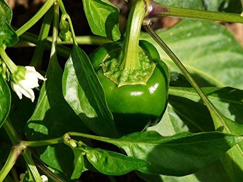 RDR Seeds water-resistant packaging protecting seeds during storage