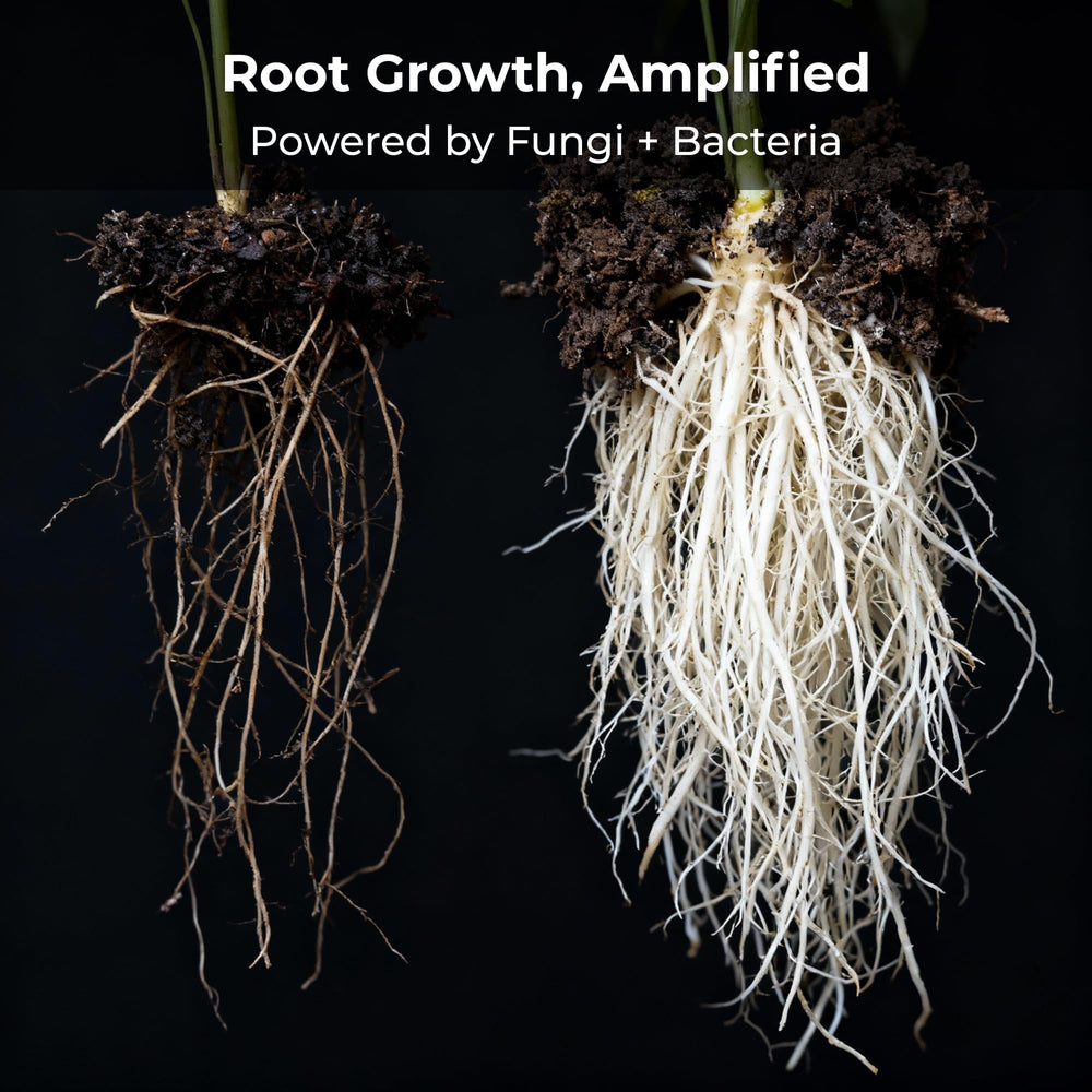 Recharge in coco coir setup supports root expansion.