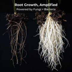 Microbes close-up from Real Growers Recharge product