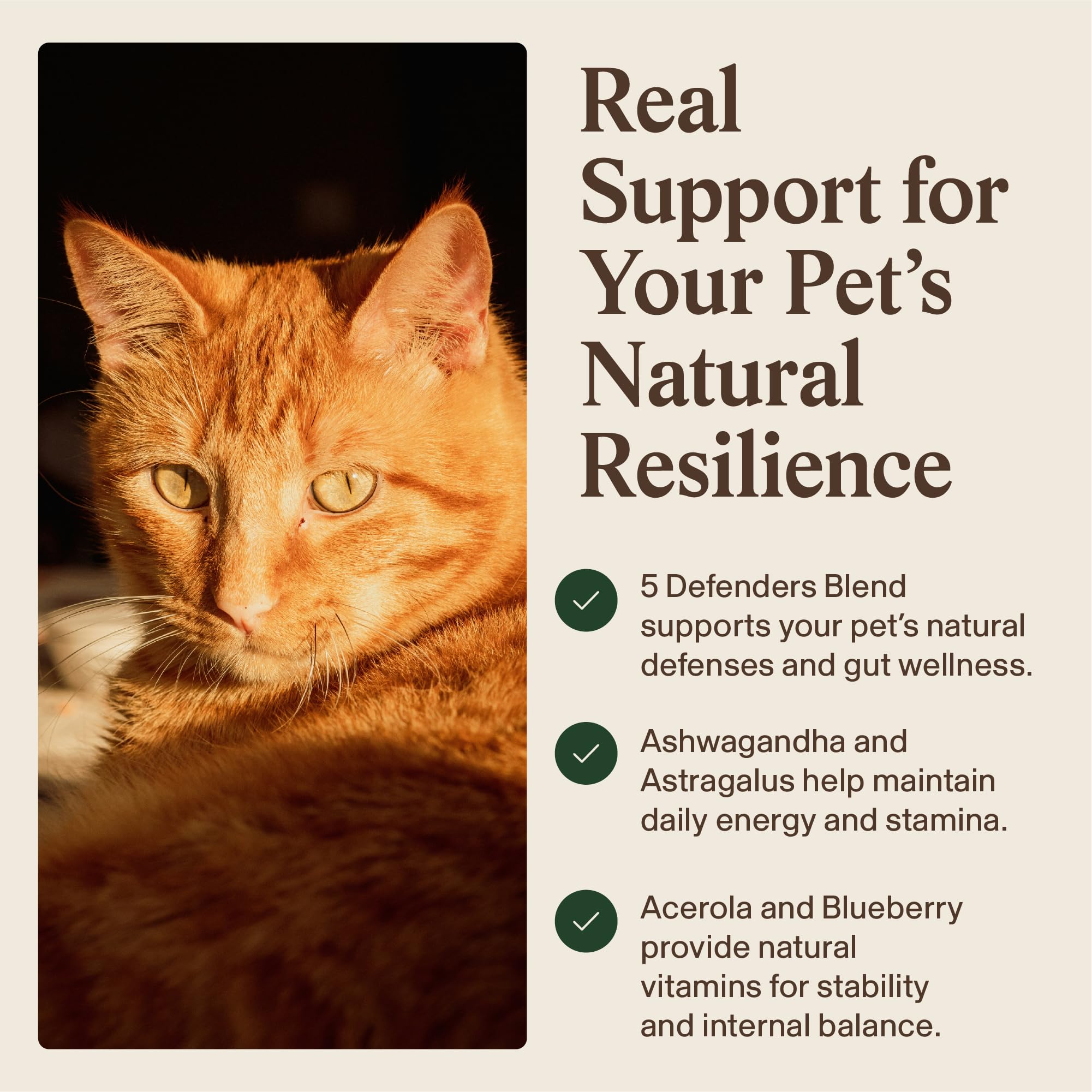 Real Mushrooms Immune Pet Chews dosing chart highlights simple weight-based guidance