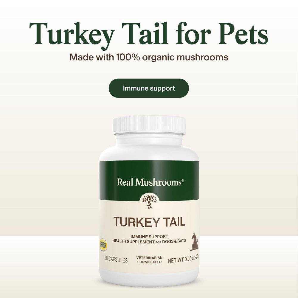 Real Mushrooms Turkey Tail capsules beside a dog meal bowl for added convenience.