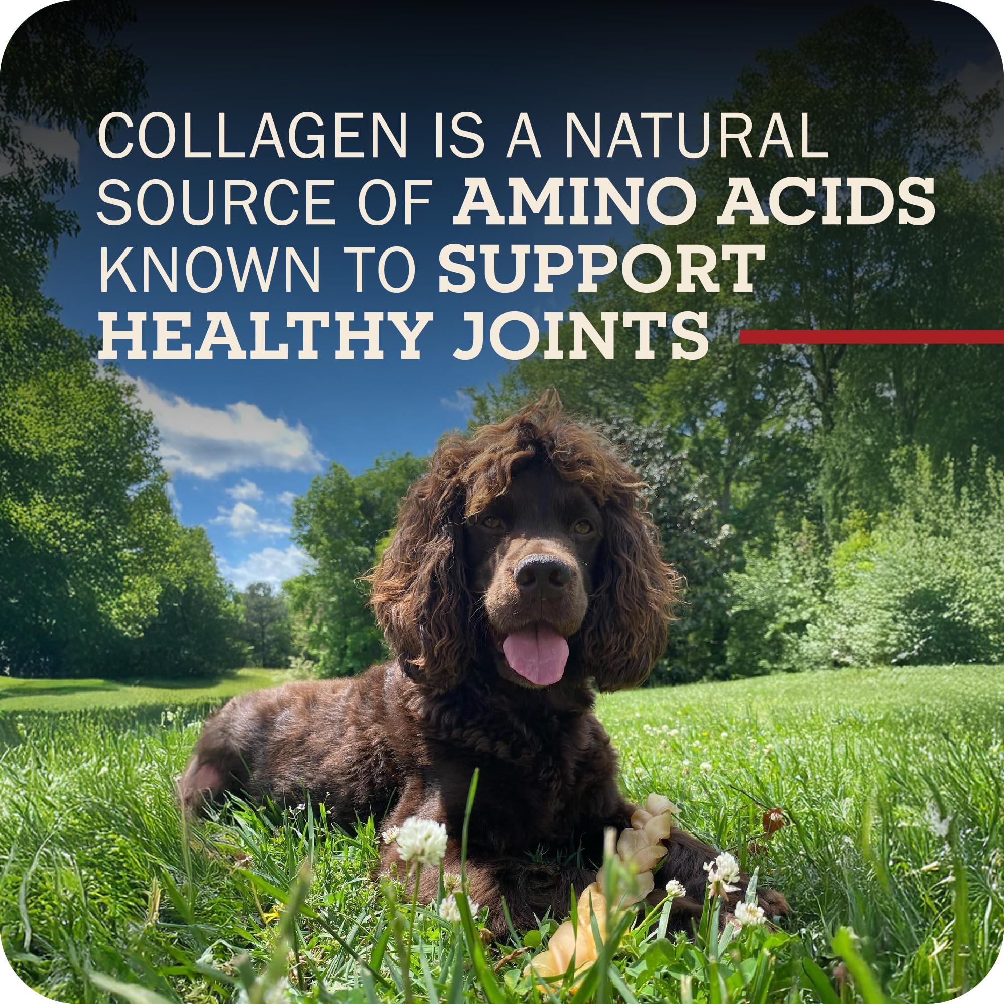 Redbarn collagen sticks low-odor pack highlights a cleaner chewing experience.
