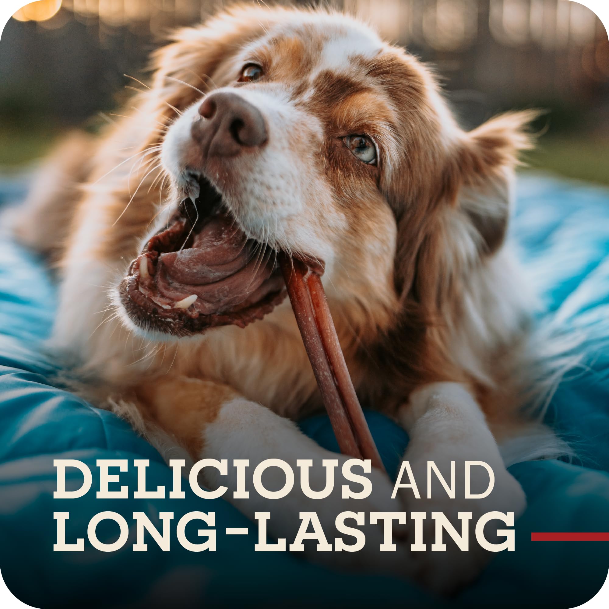 Redbarn rawhide-free chew demonstrates safe, digestible beef pizzle option for dogs