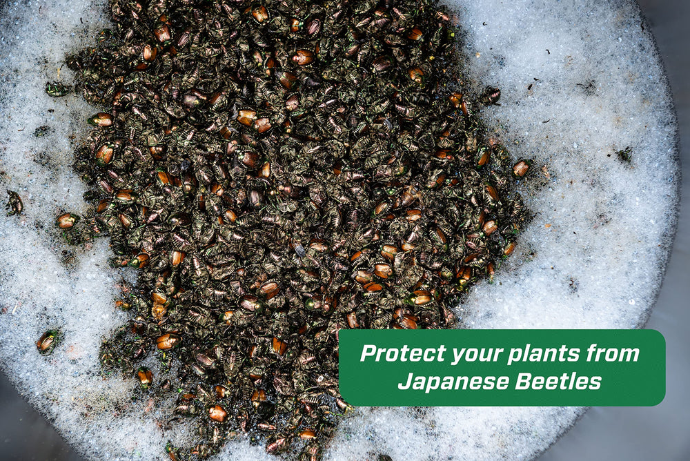 RESCUE! Japanese Beetle Trap placed 30 feet from ornamentals to reduce plant damage.