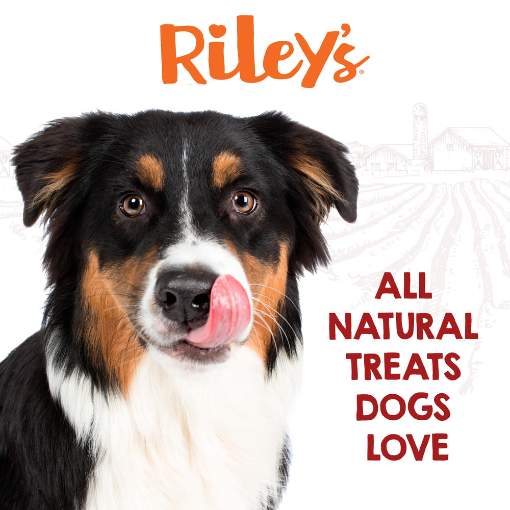 Riley's long-lasting dog chew session captured during a calm moment.