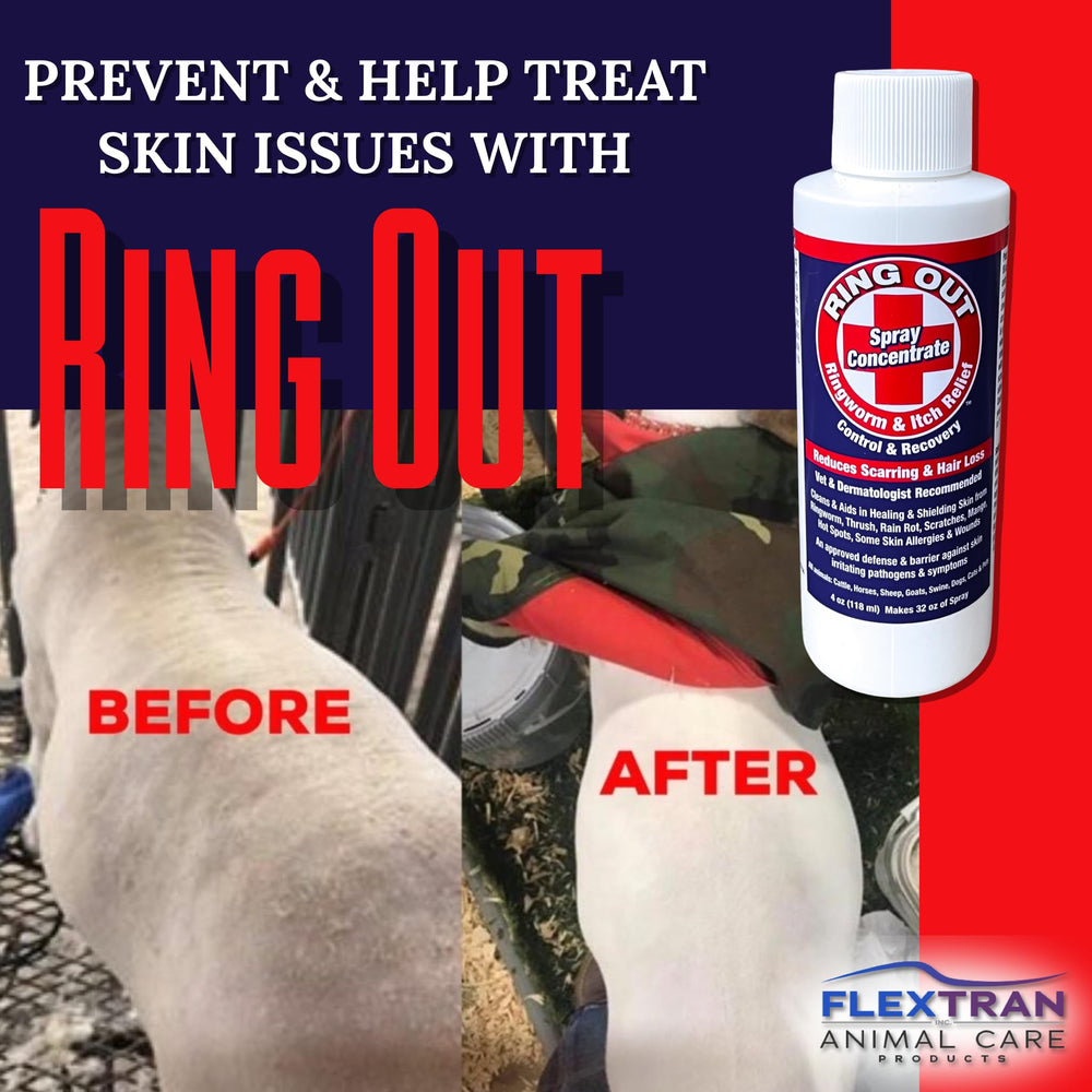 Ring Out being applied to a dog's coat to prevent ringworm