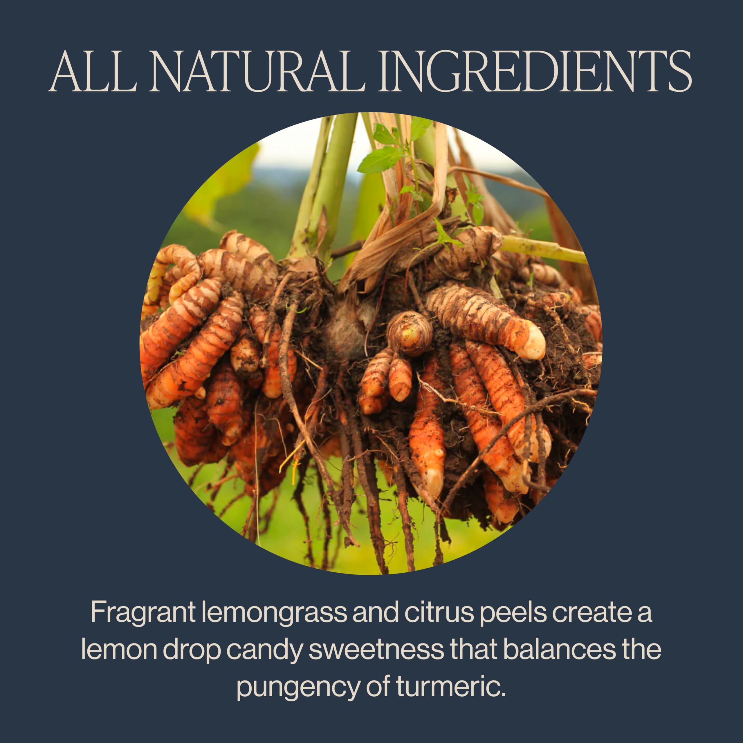 Rishi Tea citrus and lemongrass aroma brightening the cup