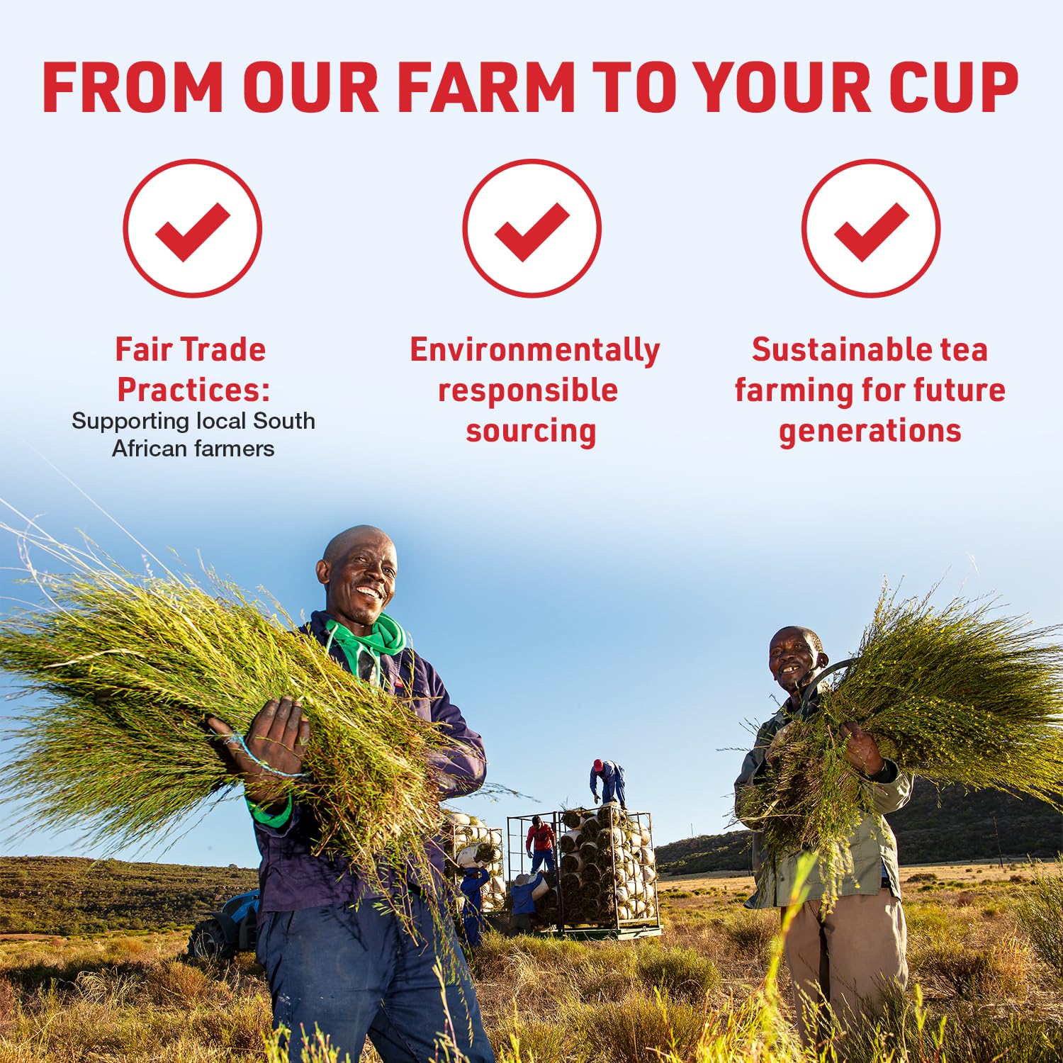 ROOIBOS ROCKS gluten-free, caffeine-free tea ready to brew for all.